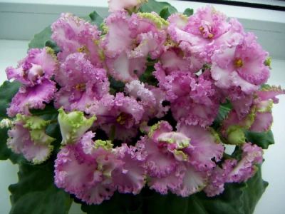 Лот: 4987815. Фото: 1. Фиалка Rosie Ruffles-2, лист. Горшечные растения и комнатные цветы