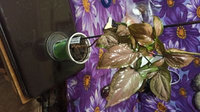 Лот: 17912847. Фото: 1. Сингониум Регина Ред. Горшечные растения и комнатные цветы
