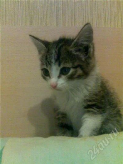 Лот: 497030. Фото: 1. Подарю котеночка. Остальные животные