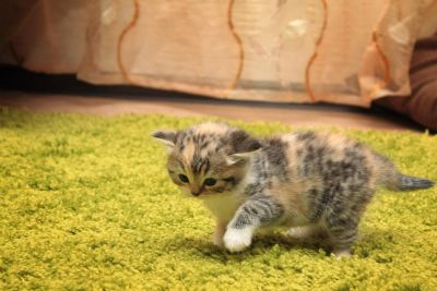 Лот: 6511290. Фото: 1. Трехцветная шотландка с документами. Кошки, котята