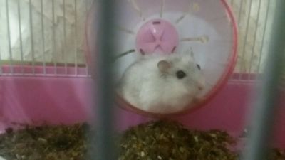 Лот: 12445574. Фото: 1. Жемчужные хомячки. Остальные животные