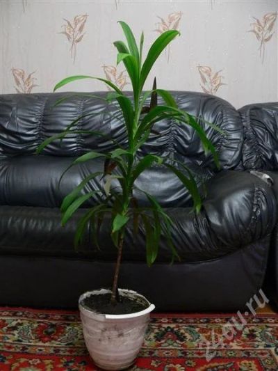 Лот: 705595. Фото: 1. драцена. Горшечные растения и комнатные цветы