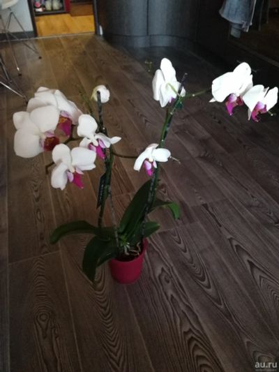 Лот: 13529452. Фото: 1. Орхидея 8. Горшечные растения и комнатные цветы