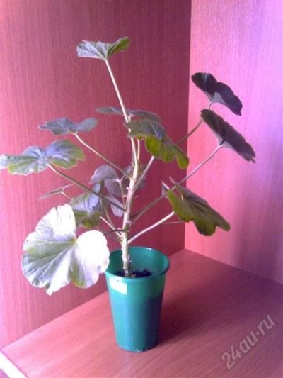 Лот: 809311. Фото: 1. Пеларгония Rosebud. Горшечные растения и комнатные цветы