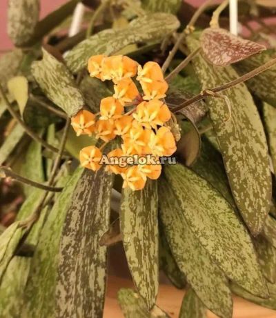 Лот: 21509942. Фото: 1. Хойя Сигилатис (Hoya sigillatis... Горшечные растения и комнатные цветы