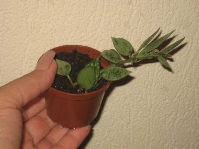 Лот: 3030413. Фото: 1. Хойя Лакуноза Эскимо (Hoya lacunosa... Горшечные растения и комнатные цветы
