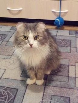 Лот: 7246071. Фото: 1. Кошка в ответственные руки!. Кошки, котята
