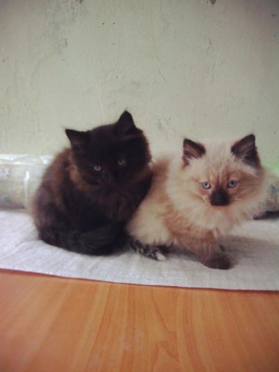 Лот: 8310937. Фото: 1. чудесный котенок. Кошки, котята