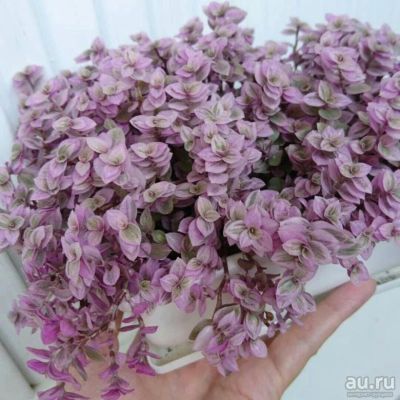 Лот: 17423680. Фото: 1. Каллизия розовая. Горшечные растения и комнатные цветы
