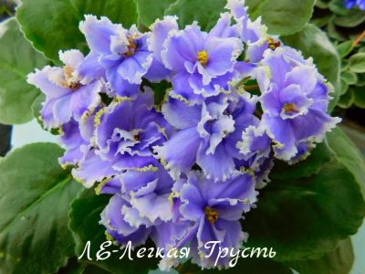 Лот: 5382854. Фото: 1. Продам детку сортовой фиалки ЛЕ-Легкая... Горшечные растения и комнатные цветы