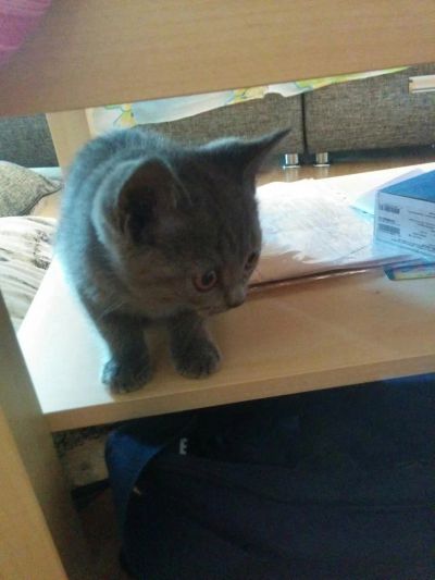 Лот: 6012400. Фото: 1. Шотландский прямоухий котёнок. Кошки, котята