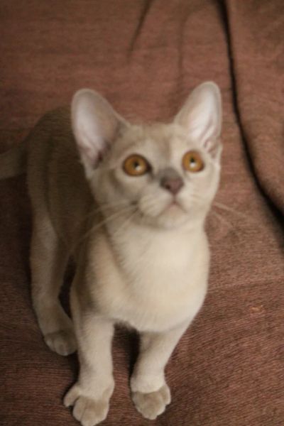 Лот: 3335451. Фото: 1. продам котенка бурма. Кошки, котята