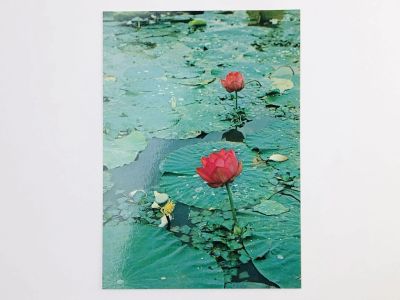 Лот: 23296568. Фото: 1. Приморье. Лотос цветет. Открытка... Открытки, конверты