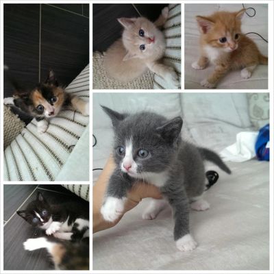 Лот: 3398594. Фото: 1. отдам котят безвозмездно ??. Кошки, котята