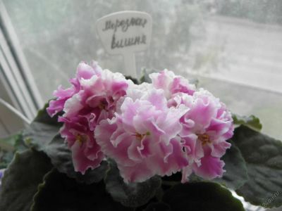 Лот: 4691828. Фото: 1. Сортовая фиалка "Морозная вишня... Горшечные растения и комнатные цветы