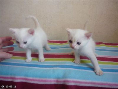 Лот: 4804204. Фото: 1. Тайская Крем-пойнт белая кошечка... Кошки, котята