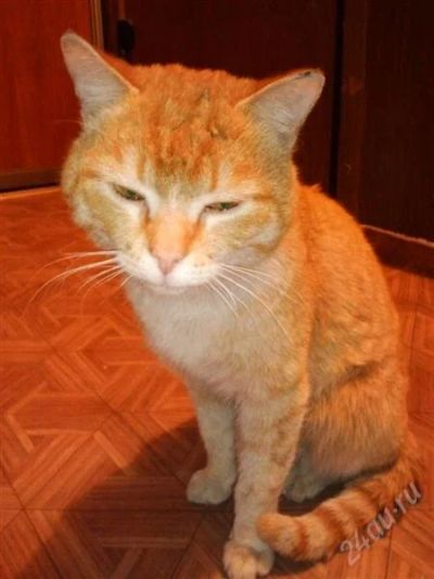 Лот: 1795163. Фото: 1. Кот из рекламы FRisKis!!!. Кошки, котята