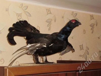 Лот: 370254. Фото: 1. тетер. Другое (домашний быт)