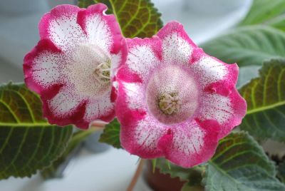 Лот: 4037593. Фото: 1. Глоксиния бело-вишневая, лист. Горшечные растения и комнатные цветы