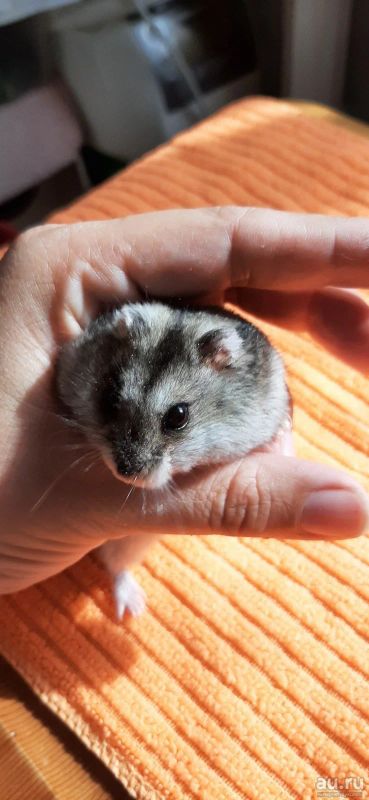 Лот: 17980915. Фото: 1. Джунгарский 🐹 хомяк. Остальные животные