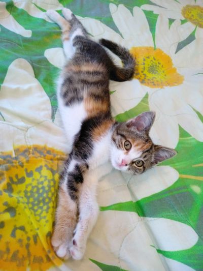 Лот: 11924169. Фото: 1. отдам котенка - кошечку примерно... Кошки, котята