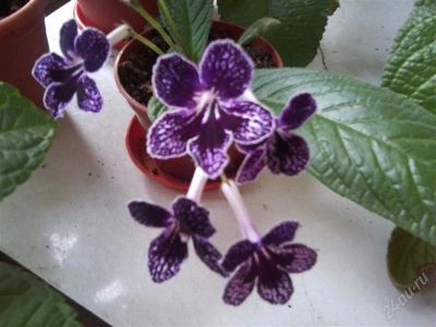 Лот: 1250870. Фото: 1. стрептокарпус Serius. Горшечные растения и комнатные цветы