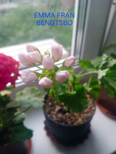 Лот: 21969507. Фото: 1. Пеларгония тюльпановидная Emma... Горшечные растения и комнатные цветы
