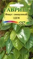 Лот: 3197752. Фото: 1. Фикус священный из семян. Горшечные растения и комнатные цветы