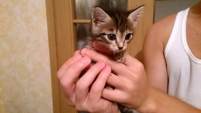 Лот: 6262965. Фото: 1. Красавица котя ищет хозяина!. Кошки, котята