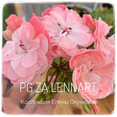 Лот: 19643013. Фото: 1. Пеларгония PG Lennart. Горшечные растения и комнатные цветы