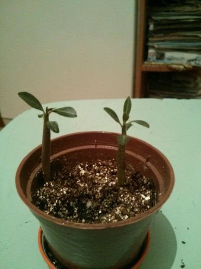 Лот: 7589871. Фото: 1. Адениум сеянцы 2.5 месяца, цвет... Горшечные растения и комнатные цветы