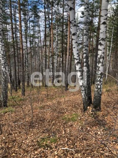 Лот: 25294749. Фото: 1. участок , ДНТ Чёрная Сопка ДНТ... Земельные участки