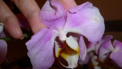 Лот: 5167368. Фото: 1. орхидея фаленопсис 04( отцвела... Горшечные растения и комнатные цветы