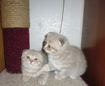 Лот: 6594375. Фото: 1. Шотландская девочка. Кошки, котята
