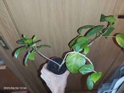Лот: 25520218. Фото: 1. Роза гибискус домашняя комнатная... Горшечные растения и комнатные цветы