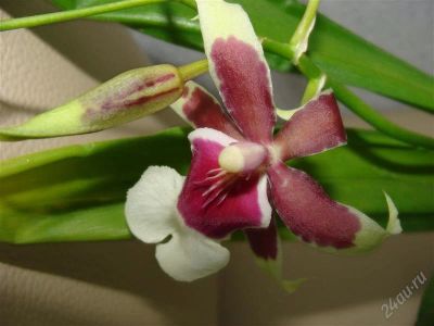 Лот: 2297449. Фото: 1. Орхидея Goodaleara Eurostar(в... Горшечные растения и комнатные цветы