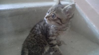 Лот: 8311745. Фото: 1. котенок ищит дом. Кошки, котята