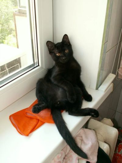 Лот: 3012232. Фото: 1. Кот-Антрекот. Кошки, котята