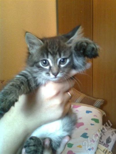 Лот: 563160. Фото: 1. Отдам в хорошие руки котенка. Остальные животные