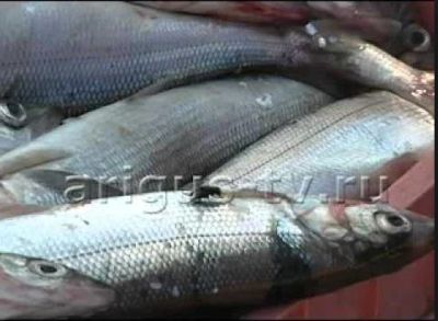 Лот: 4481397. Фото: 1. В наличии Туруханка (селедка). Икра, рыба, морепродукты