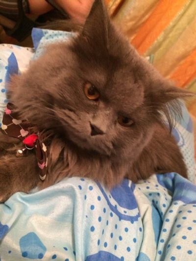Лот: 8718416. Фото: 1. отдам кота. Кошки, котята