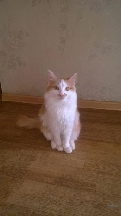 Лот: 9193799. Фото: 1. Отдам двух котов. Кошки, котята