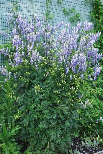 Лот: 1809043. Фото: 1. аконит,борец(aconitum). Другое (семена, рассада, садовые растения)