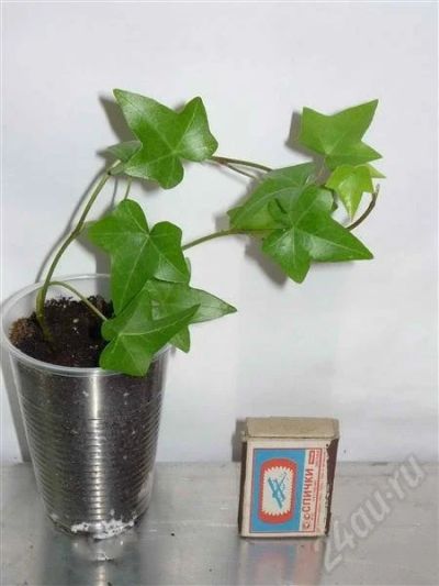 Лот: 651459. Фото: 1. Плющ Hedera helix. Горшечные растения и комнатные цветы