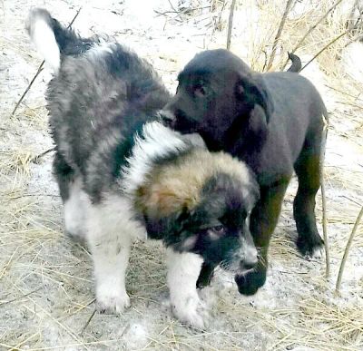 Лот: 13044854. Фото: 1. Отдам щенков мальчиков. Крупные... Собаки, щенки