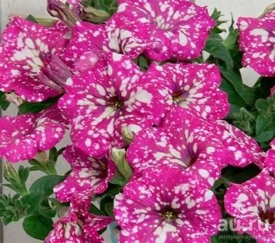 Лот: 13541238. Фото: 1. Петуния вегетативная. Куколка... Садовые цветы
