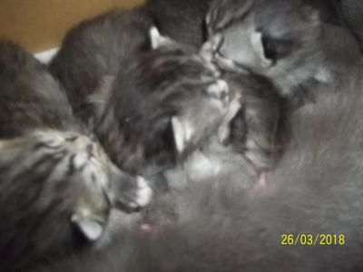 Лот: 11345685. Фото: 1. Котята шотдандской кошки. Разное