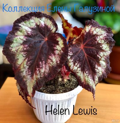Лот: 12677760. Фото: 1. Бегония “Helen Lewis” Последняя... Горшечные растения и комнатные цветы