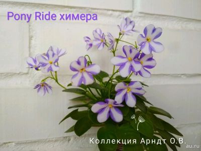 Лот: 13879520. Фото: 1. Фиалка химера Pony ride, мини... Горшечные растения и комнатные цветы