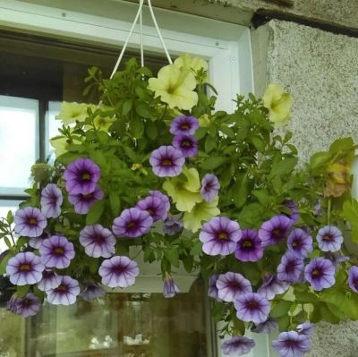 Лот: 13597360. Фото: 1. Клибрахоа Блю айс. Садовые цветы